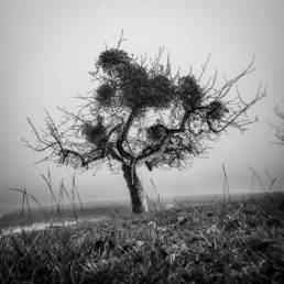 Olivier Ouadah capture la majesté des arbres en noir et blanc