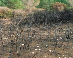 WILDFIRE © Arnaud Teicher