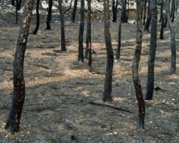 WILDFIRE © Arnaud Teicher
