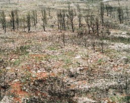 WILDFIRE © Arnaud Teicher
