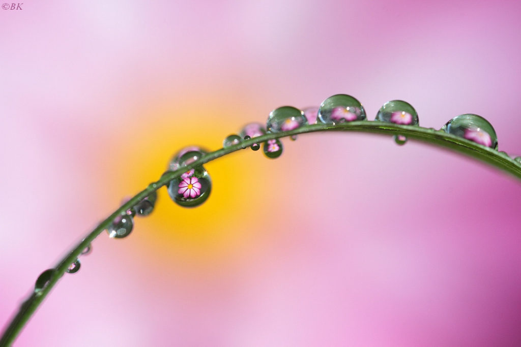 reflet d'une fleure dans la rosée posée sur un brin d'herbe en macrophotographie par Bertrand Kulik