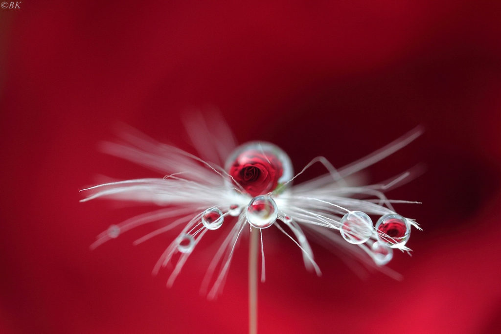 reflet d'une rose dans la rosée posée sur un pissenlit en macrophotographie par Bertrand Kulik