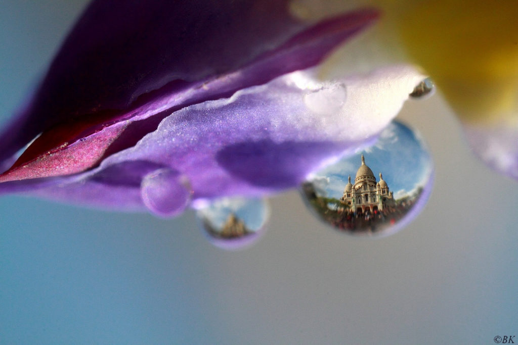 Macrophotographie Snow ball gift reflet de sacré coeur Bertrand Kulik