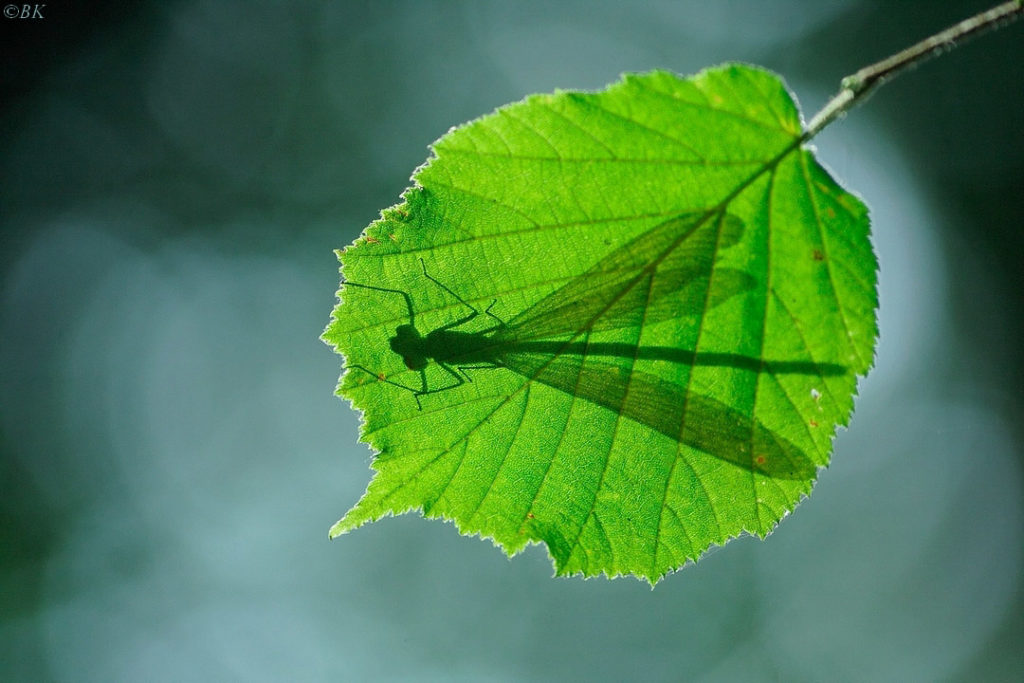 Libellule sur une feuille par Bertrand Kulik