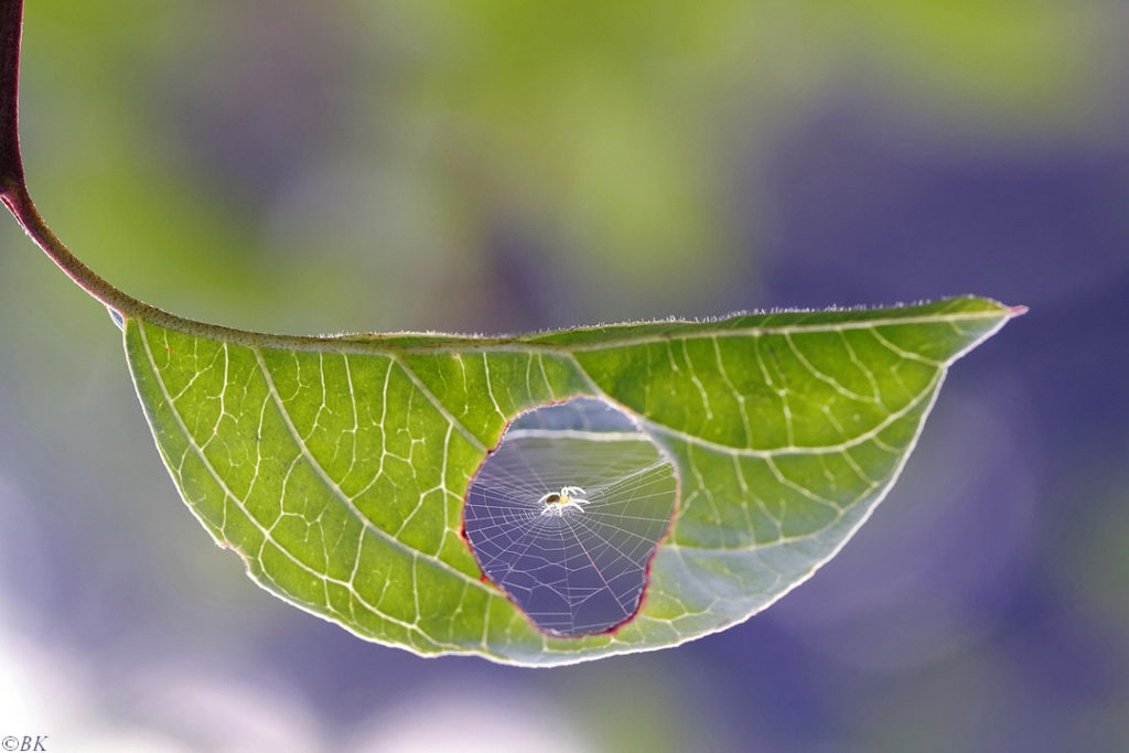 une araignée et sa toile en macrophotographie par Bertrand Kulik