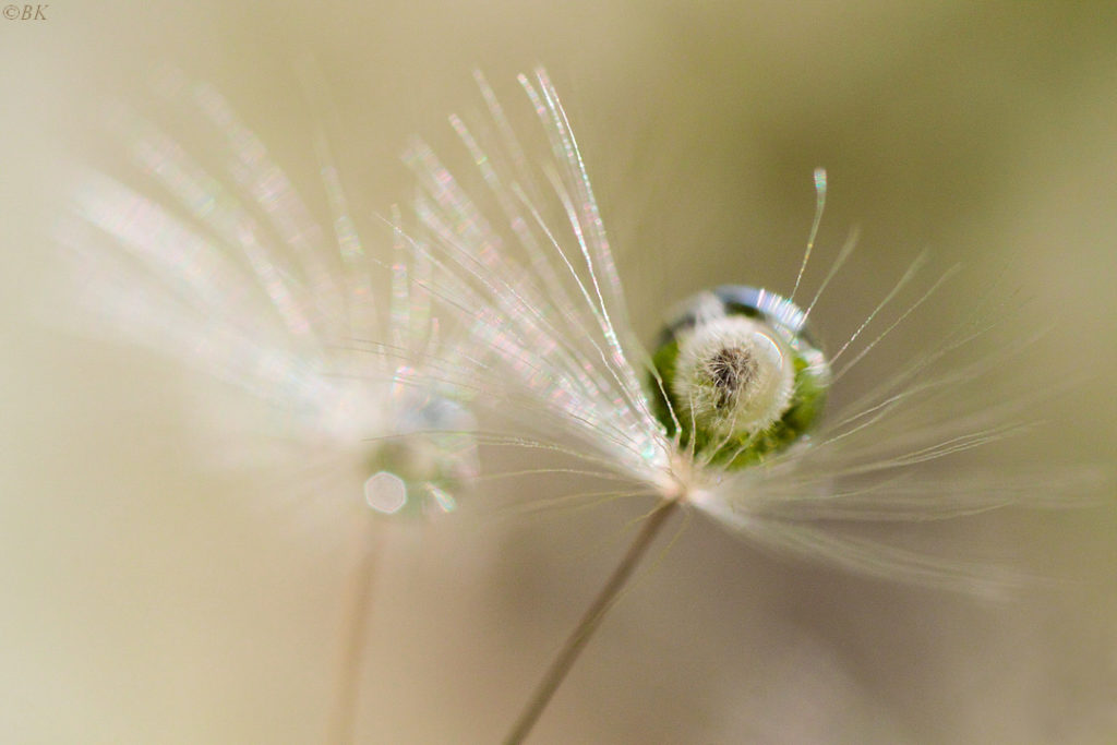 Macrophotographie pissenlit <yoastmark class=