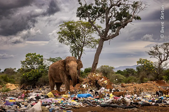 Bull In A Garbage Dump © Brent Stirton wildlife photographer of the year