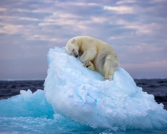 Ice Bed © Nima Sarikhani wildlife photographer of the year