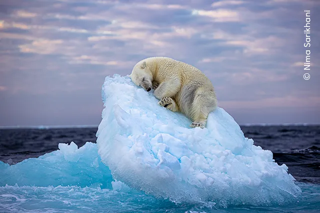 Ice Bed © Nima Sarikhani wildlife photographer of the year