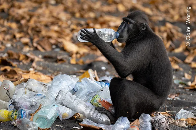 Rubbish Drinks © Claire Waring wildlife photography awards 2023