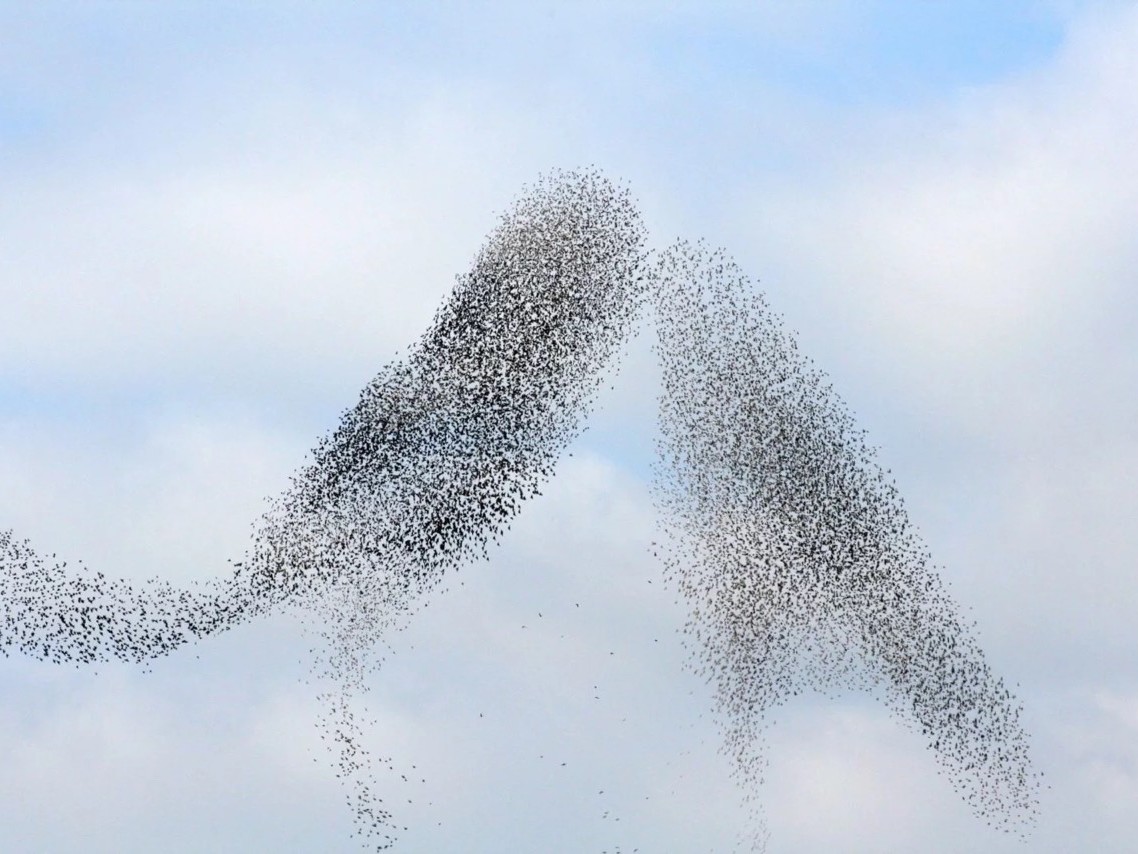 Des milliers d'oiseaux forment deux oiseaux qui se font un bec © Juan Roch Vainqueur édition 2023 