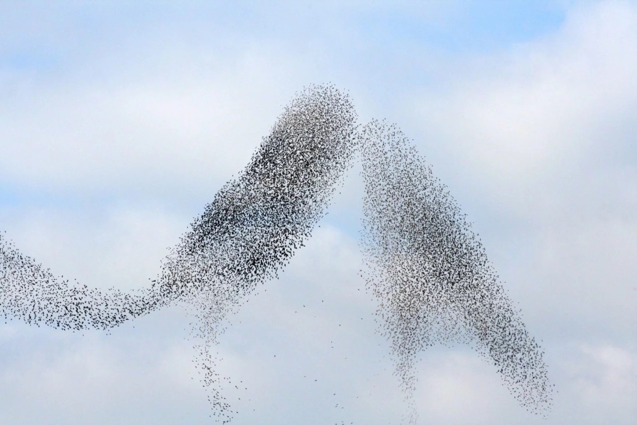 Des milliers d'oiseaux forment deux oiseaux qui se font un bec © Juan Roch Vainqueur édition 2023 