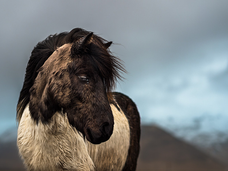 Hestur, Cheval en terre d’Islande ©️ Samy Berkani