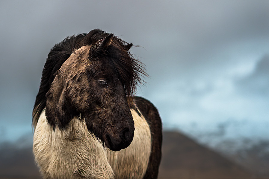 Hestur, Cheval en terre d’Islande ©️ Samy Berkani