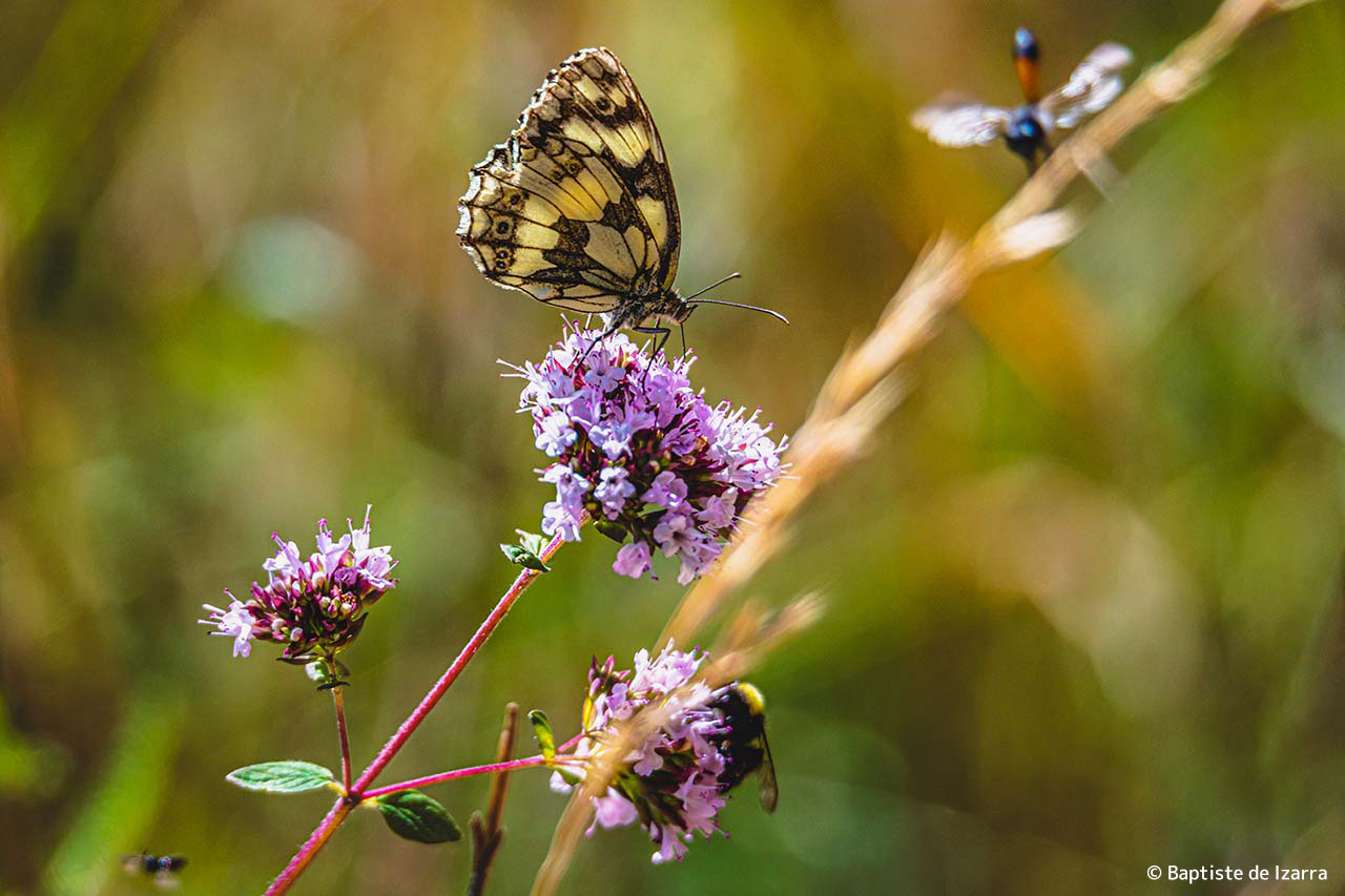 Papillon en proxyphotographie par © Baptiste de Izarra