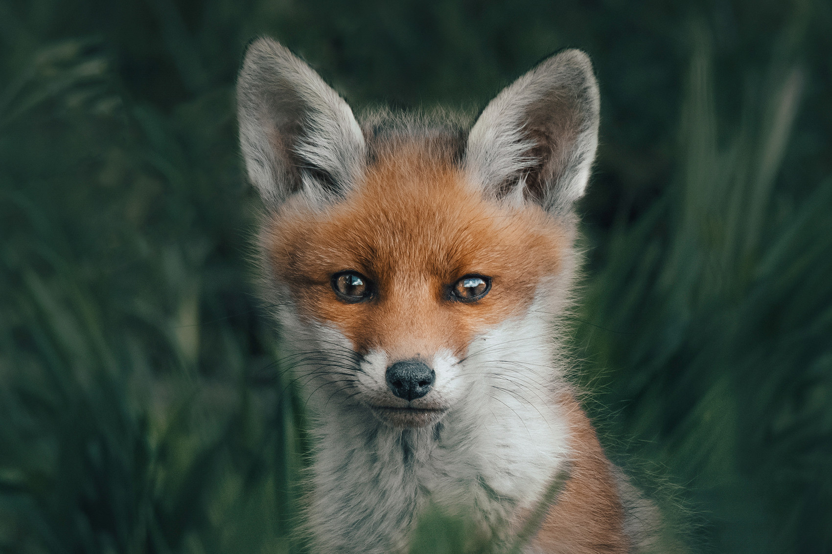 renard photographie animalière Alexis Rateau