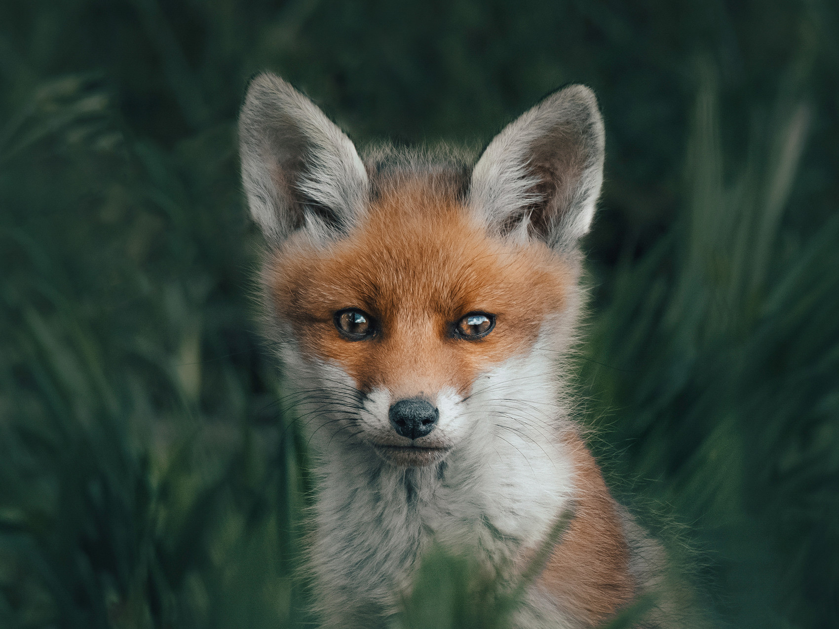 renard photographie animalière Alexis Rateau