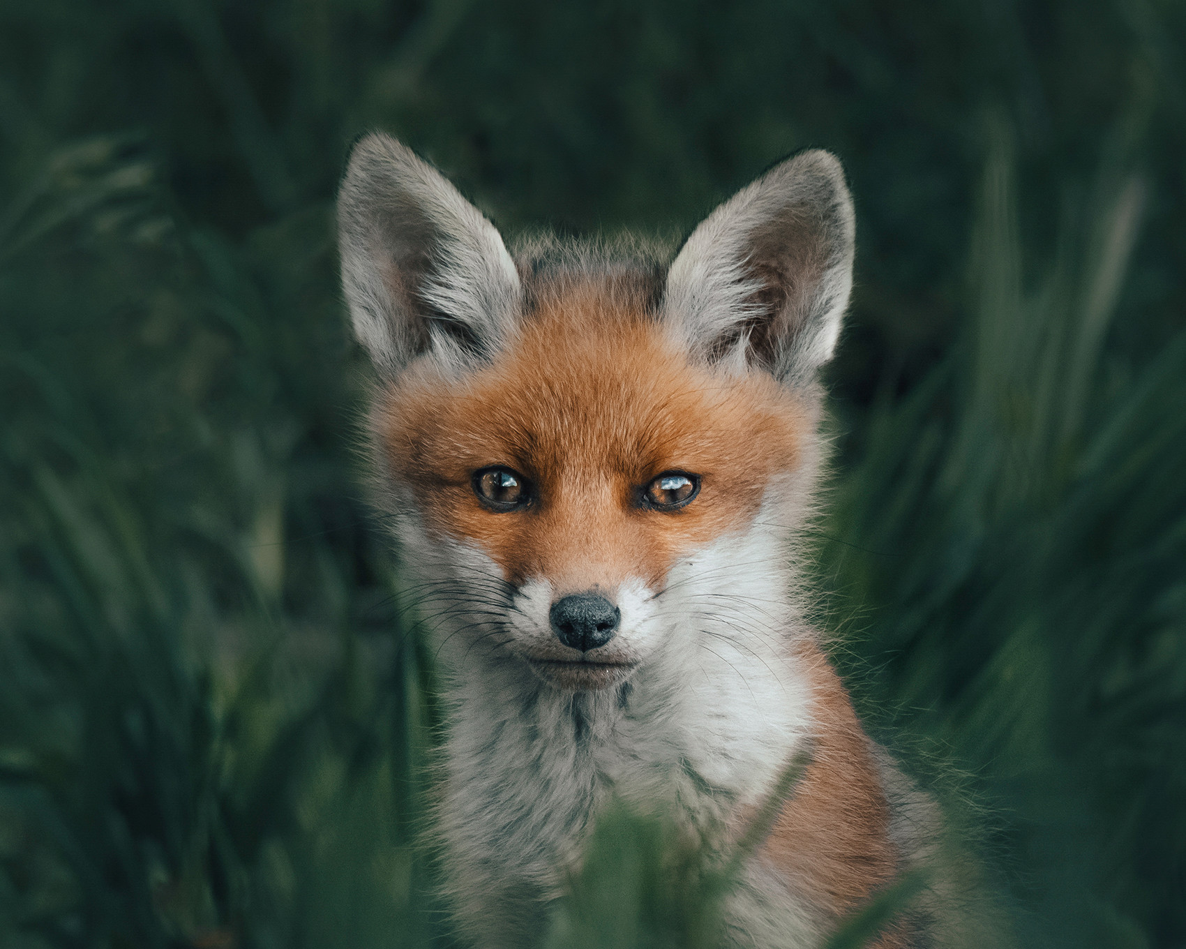 renard photographie animalière Alexis Rateau