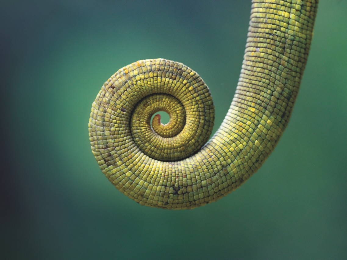 La fascinante queue verte d'un caméléon. © Samuel Butzer, lauréat de l'édition 2024 