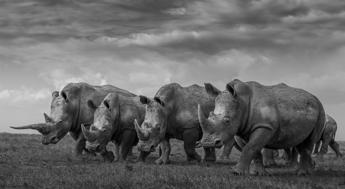 Jurassic Park © Alessandro Marena -Prix de la meilleure série en noir et blanc de l'année 2025