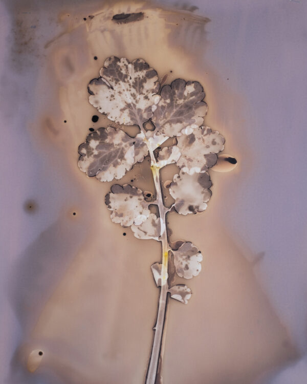 photographie de Anaïs Tondeur pour exposition photo à Stimultania en septembre 2025