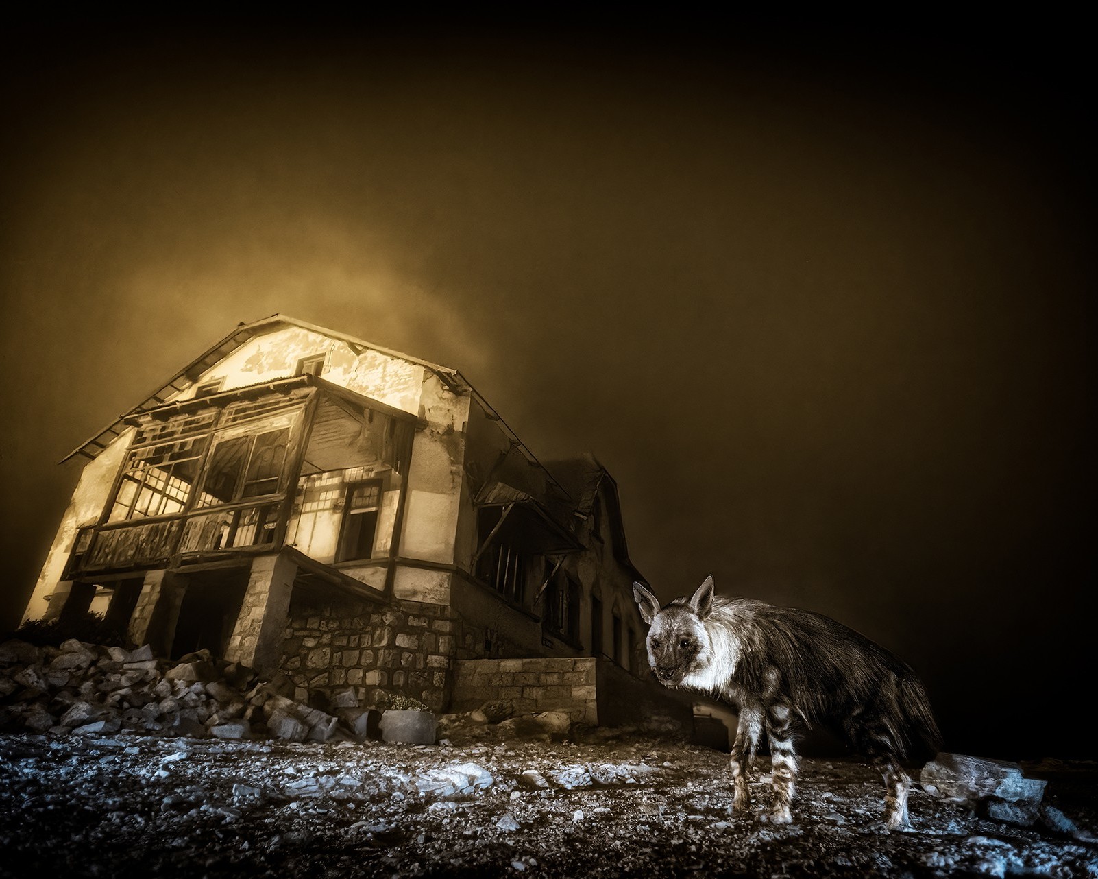 Lauréat du Grand Prix de l'Année 2025 Adulte - Ghost Town Visitor © Wim van den Heever