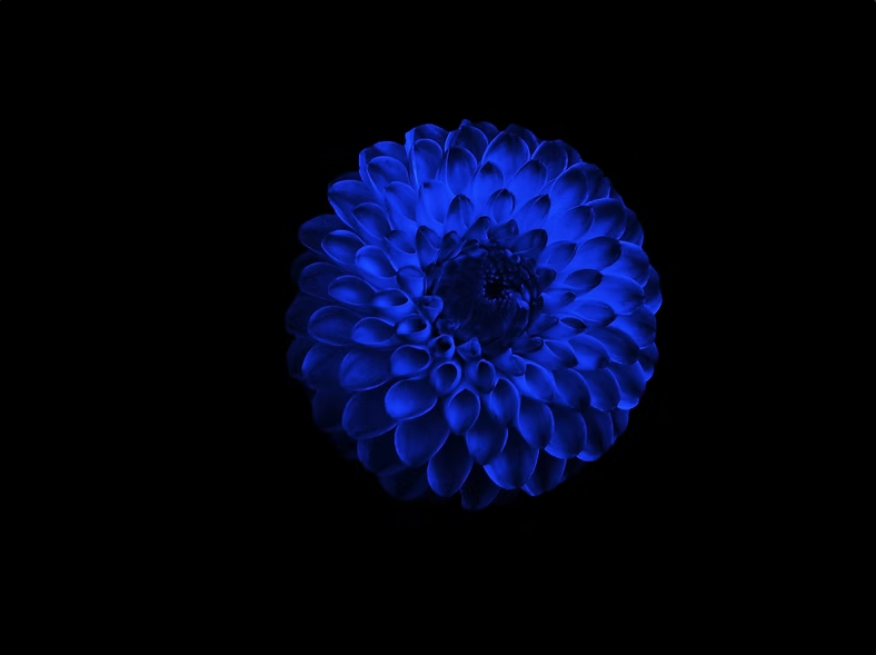 See Differently Flowers fleur bleue