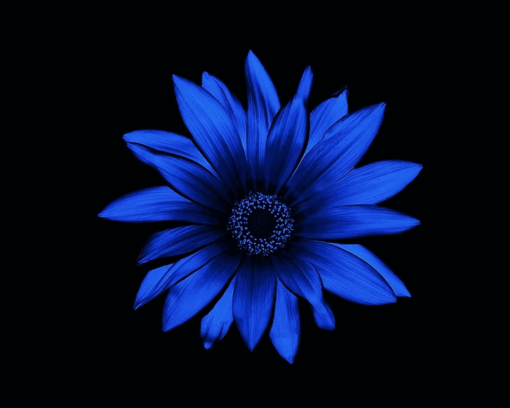 See Differently Flowers fleur bleue