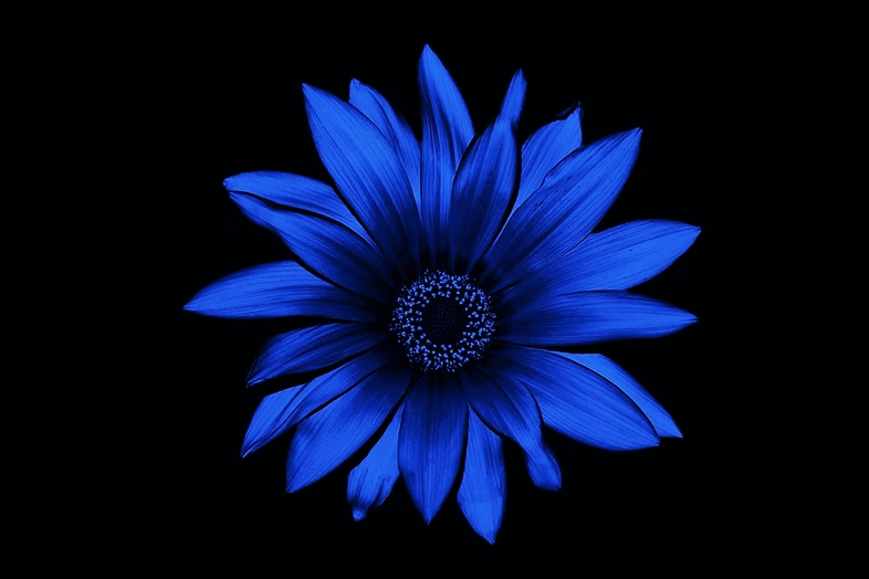 See Differently Flowers fleur bleue