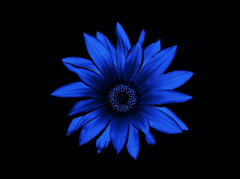 See Differently Flowers fleur bleue