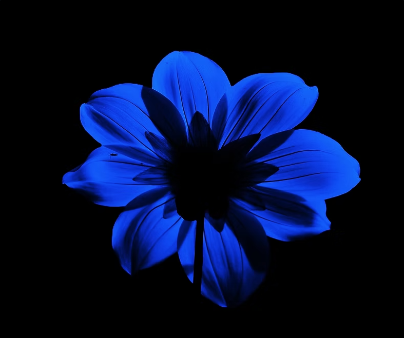 See Differently Flowers fleur bleue