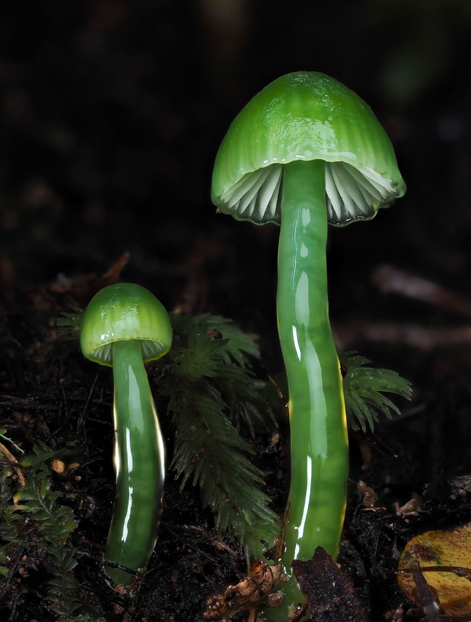 macrophotographie du photographe Jay Lichter