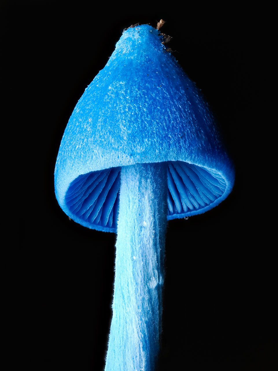 macrophotographie du photographe Jay Lichter