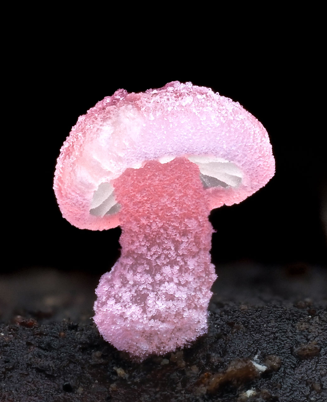 macrophotographie du photographe Jay Lichter