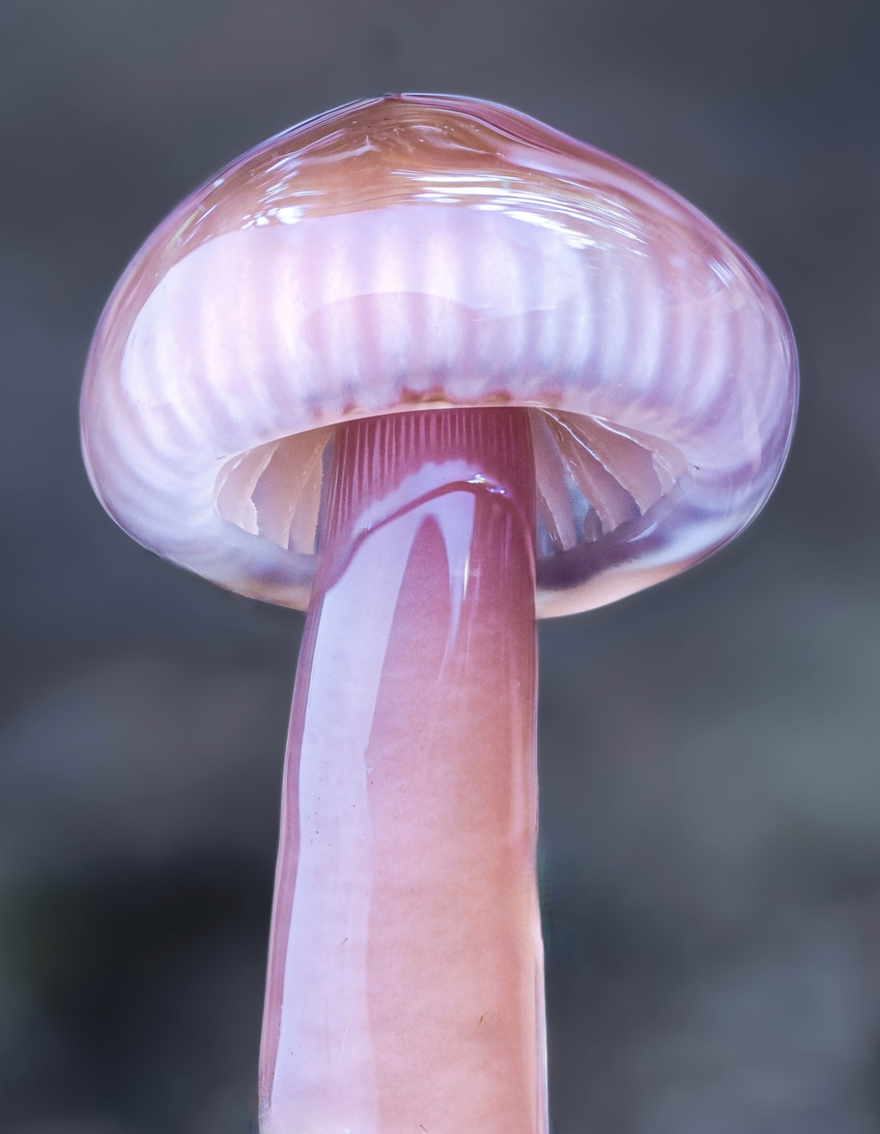 macrophotographie du photographe Jay Lichter