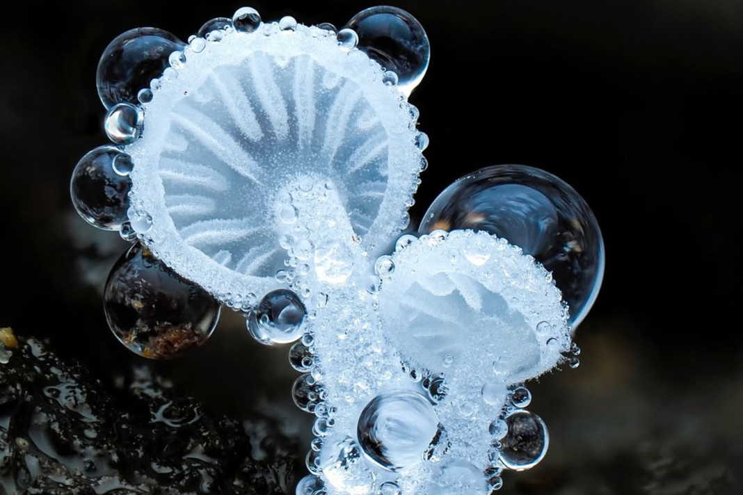 macrophotographie du photographe Jay Lichter