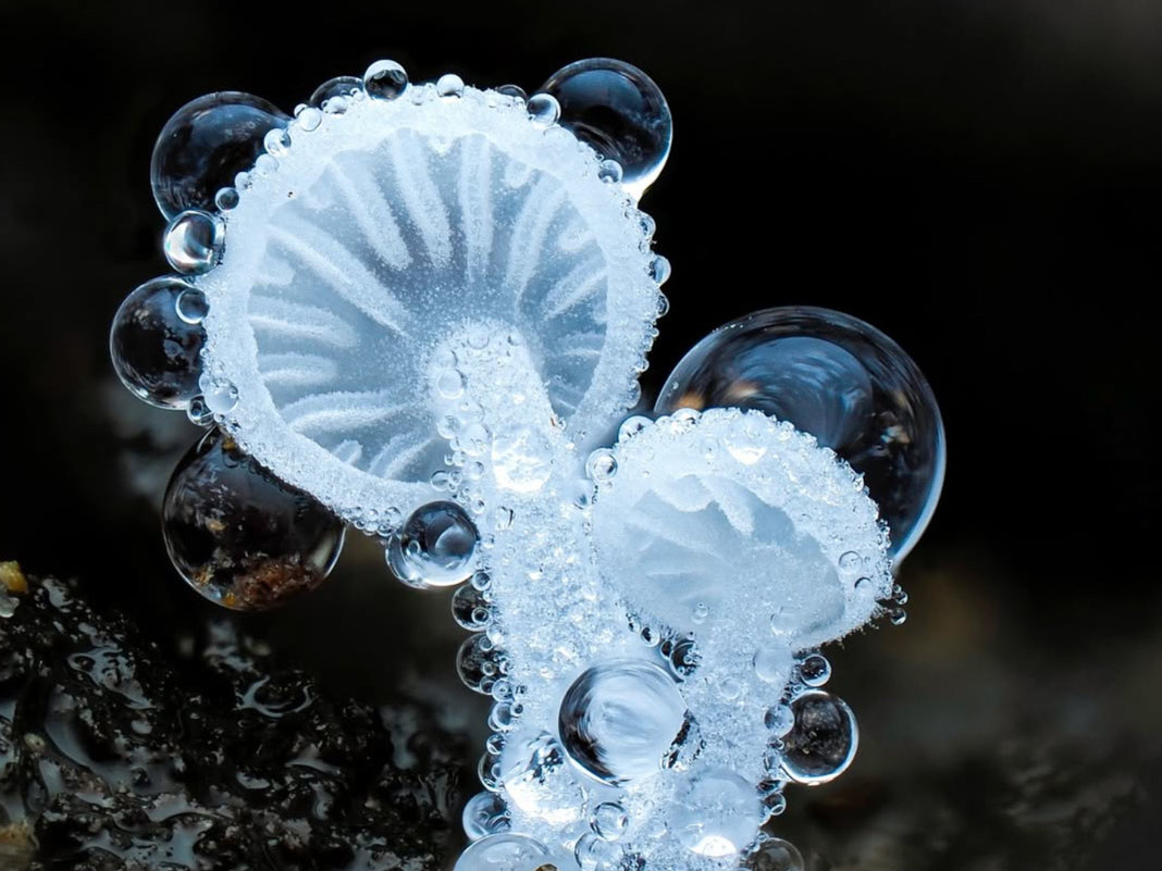 macrophotographie du photographe Jay Lichter