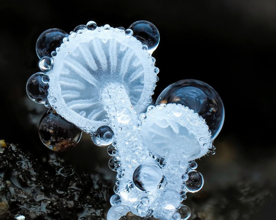 macrophotographie du photographe Jay Lichter