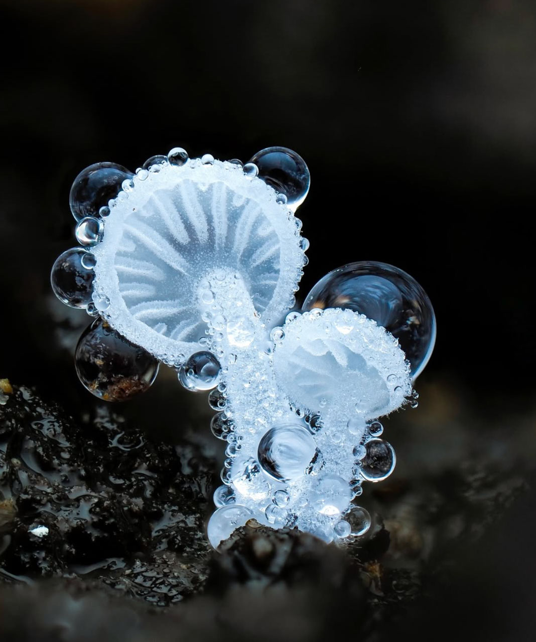 macrophotographie du photographe Jay Lichter