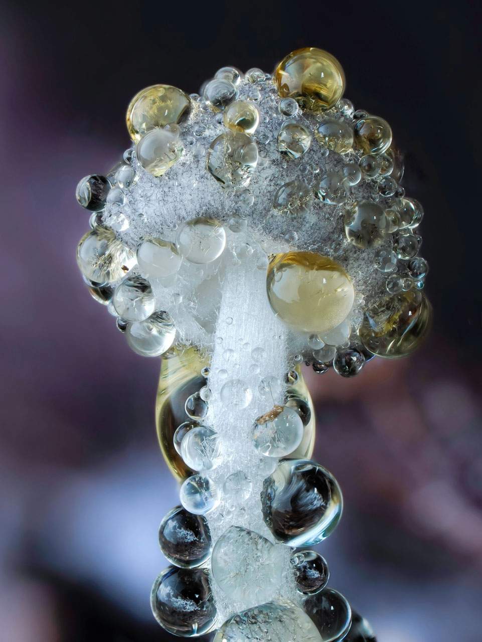 macrophotographie du photographe Jay Lichter