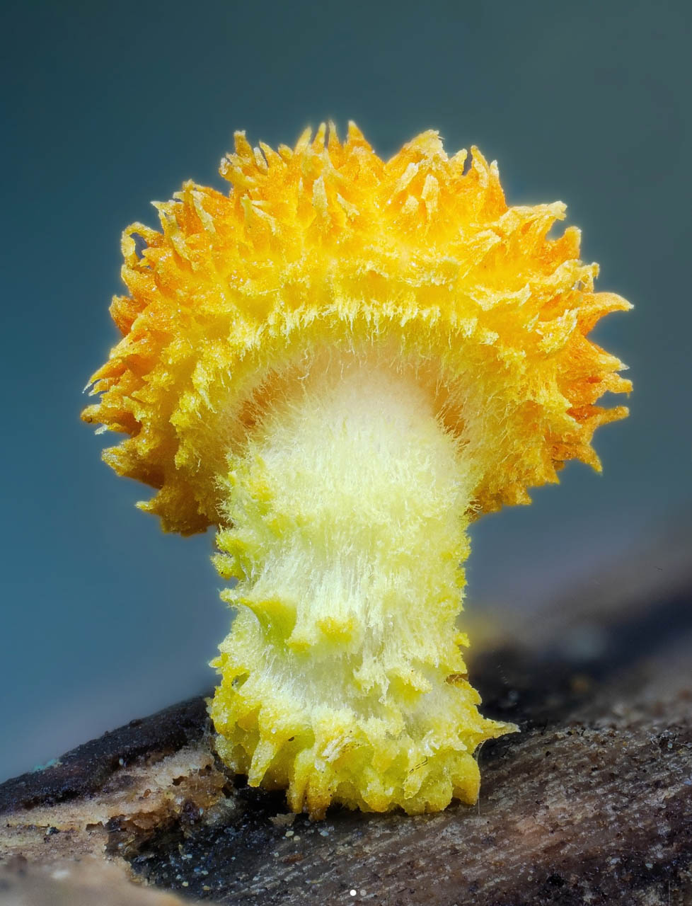 macrophotographie du photographe Jay Lichter