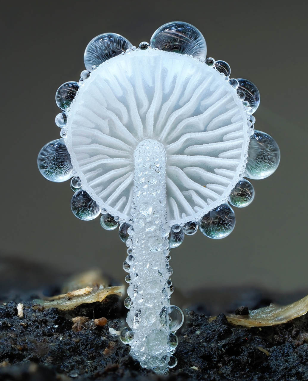 macrophotographie du photographe Jay Lichter