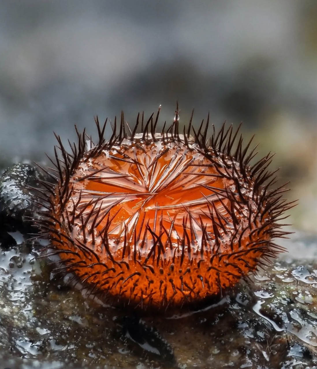 macrophotographie du photographe Jay Lichter