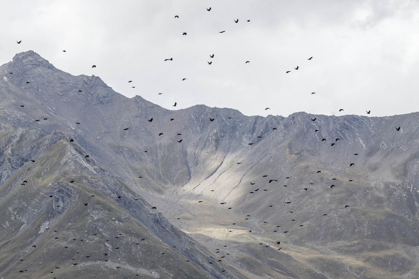 photographie de Etienne Maury exposition photo Paysage du loup item galerie lyon