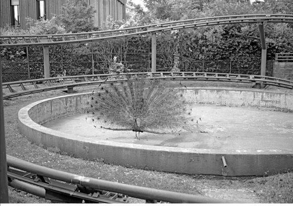 Mark Steinmetz, Bois de Boulogne, 2026, archival silver gelatin print, democratsabroadparis, galerie ithaque